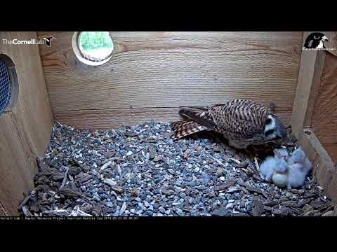 Early Meal For Four Hungry Kestrel Chicks – May 23, 2019