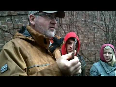 Parthenocissus tricuspidata (Boston Ivy)