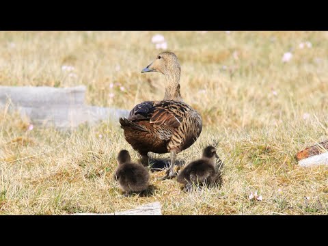 Icelandic Eiderdown | Hraun á Skaga