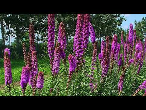 Liatris spicata