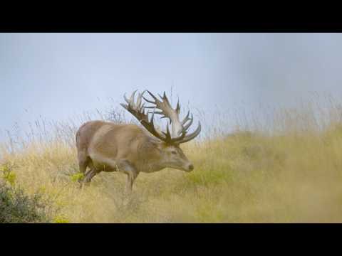 Red Stag Hunting New Zealand 2025 - Epic Roar, Trophy 400"+ Bulls & Luxury Lodge Experience
