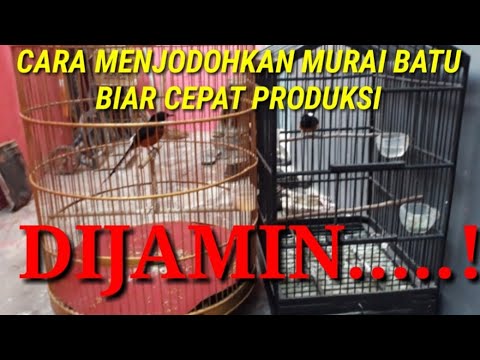 download lagu mp3 mp4 Tips Jodohkan Murai, download lagu Tips Jodohkan Murai gratis, unduh video klip Tips Jodohkan Murai
