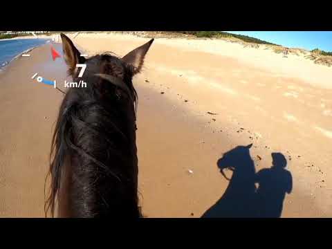 Caballo galopando a + de 50km/h