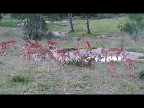 Djuma: Impalas-one lamb has injured front leg - 18:22 - 12/07/2022