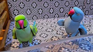 Best Parrot Talking Video
