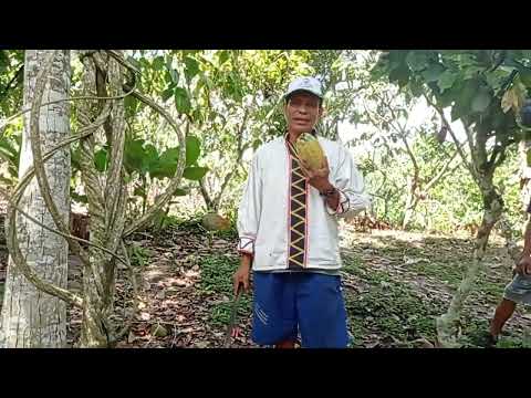 Chocolate experience Heriberto´s family mp4 FULLday explicacion del cacao