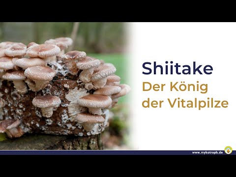Shiitake - Der König der Vitalpilze