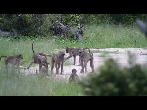 Djuma: Baboons - 18:05 - 01/27/2020
