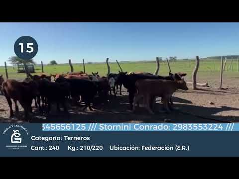 Lote MACHOS A TERMINO - Federación E Rios