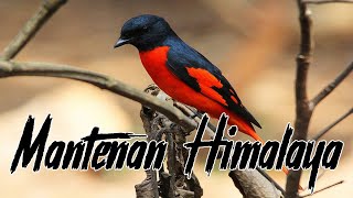Download lagu Suara Burung Mantenan Himalaya Gacor Masteran Yang Lagi Populer mp3 Download lagu Suara Burung Mantenan Himalaya Gacor Masteran Yang Lagi Populer mp3