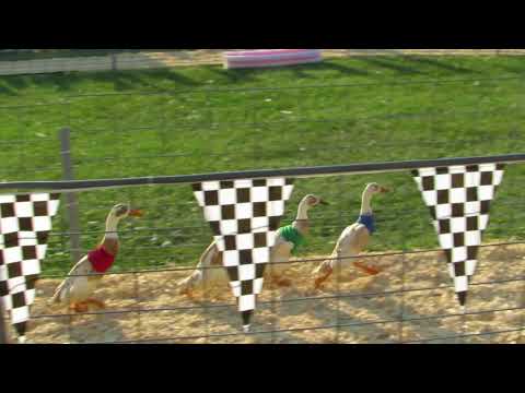 , title : 'Runner Duck Racing Kenosha County Wi Fair 2017'