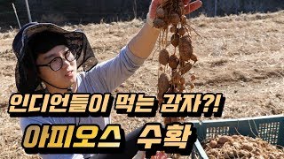 인디언들이 먹는 감자 '아피오스' 수확!! - 버라이어티 파머