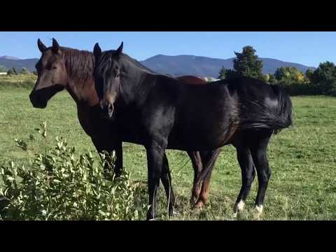 FELIX Y LOS GATOS Nuevo Mexico