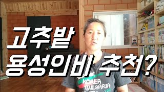 고추밭, 용성인비 추천 이유
