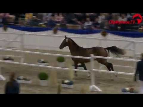 Holsteiner Körung 2019 - Nr. 44 Django