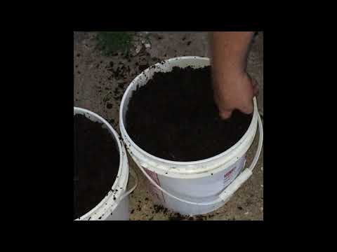 Planting okra in containers