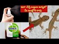 ఇలా చేస్తే బల్లులు మీ ఇంట్లో నుంచి పా�