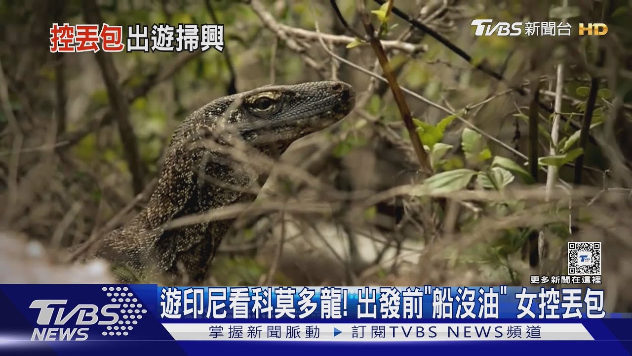 遊印尼看科莫多龍!出發前「船沒油」 女控丟包