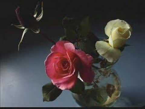 Enya - China Roses