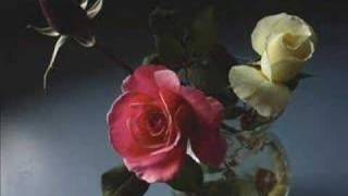 Enya - China Roses