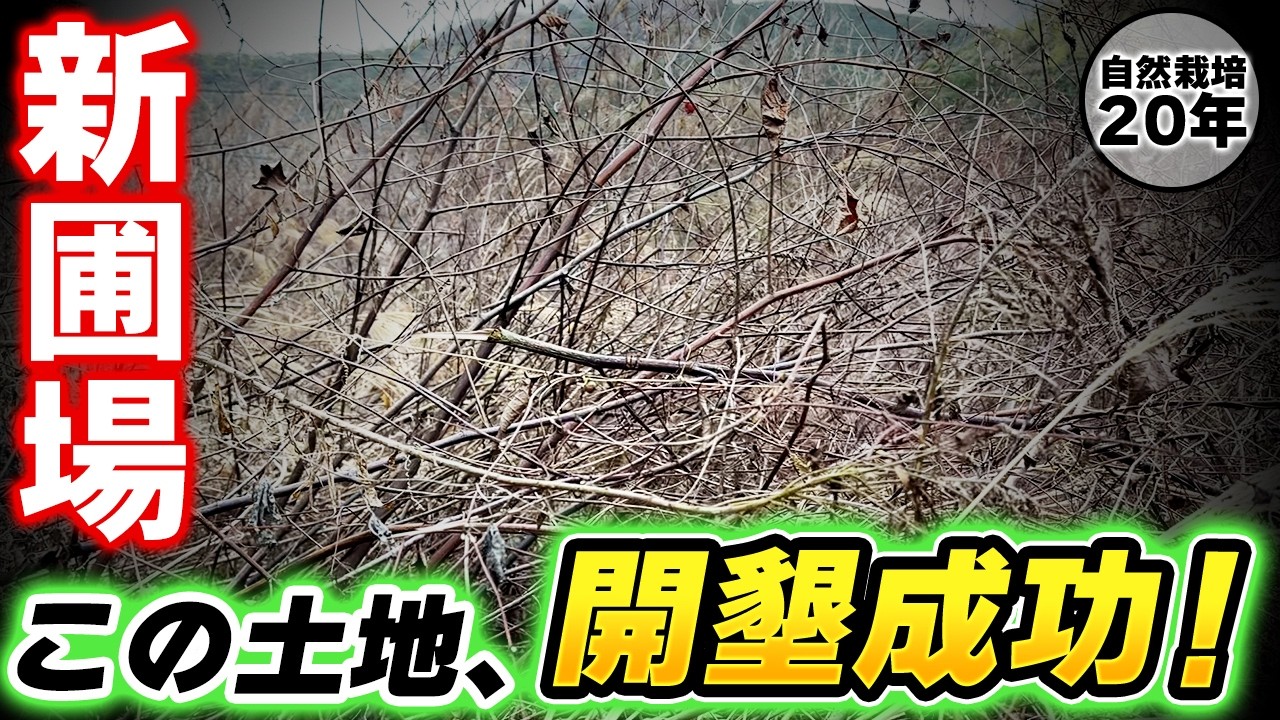 耕作放棄地の開墾と里芋・生姜の植え付け