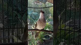 Download lagu GACORRRRRRRRR SUARA BURUNG TRUCUKAN ❗❗❗ mp3