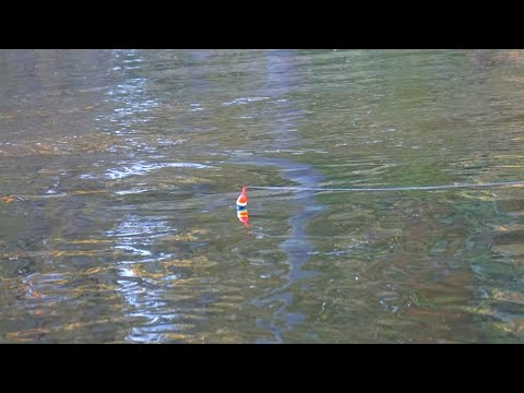 EPIC October River Salmon BOBBER DOWNS & CRANKBAIT EATS! - Michigan 2021