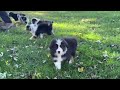 Miniature Australian Shepherd dogs for sale: George - Video 1