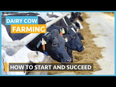 Dairy Cow Farming Lesson 1 Introduction to Dairy Farming Course