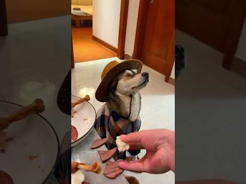 TẬP 1| Cho thú cưng của Anh Dơi ăn mà tym rớt ra ngoài! #shorts #mukbang