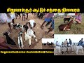 பெரம்பலூர் சிறுவாச்சூர் ஆட்டு சந்தை 