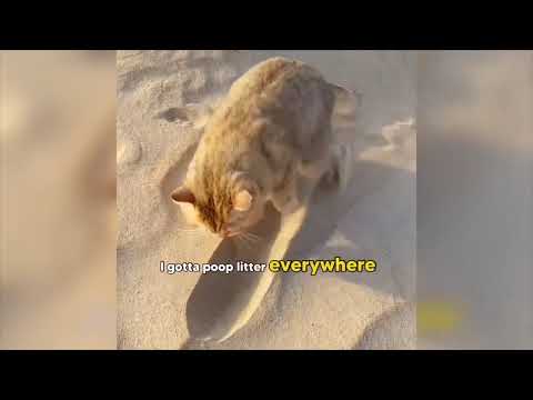 Best Animal Voiceover Compilation - Ep. 7