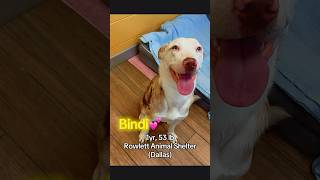 Video preview image #1 Labrador Retriever-Unknown Mix Puppy For Sale in Rowlett, TX, USA