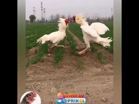 Xotin talashayotganlar Prikol 2019