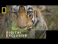 Tigers - Everything You Need To Know | 101 Facts | National Geographic Wild UK