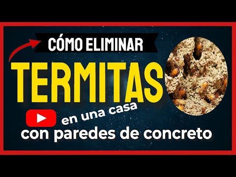 🔴 Mantén tu CASA de CONCRETO libre de TERMITAS con estos simples pasos