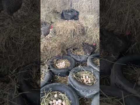 Xarkov Toyuqları və yumurta bolluğu, bəs siz hansı toyuqlara üstünlük verirsiniz ?