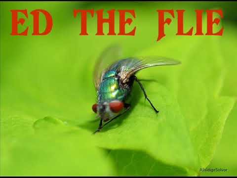 ed the flie  .... maxi