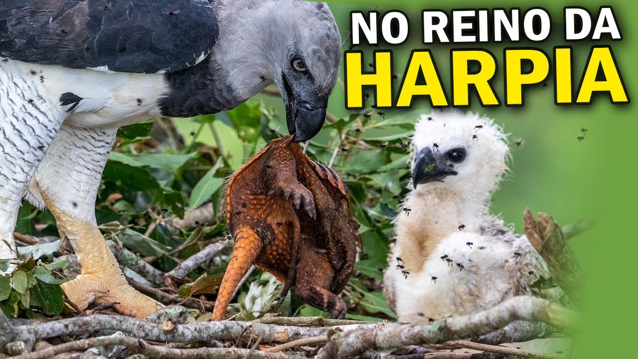 HARPIA uma poderosa ÁGUIA BRASILEIRA | Conheça o NINHO da MAIS FORTE ÁGUIA DO MUNDO