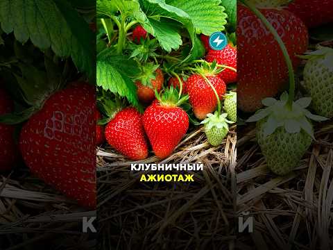Что происходит на рынках Беларуси прямо сейчас #беларусь #новости #рынок