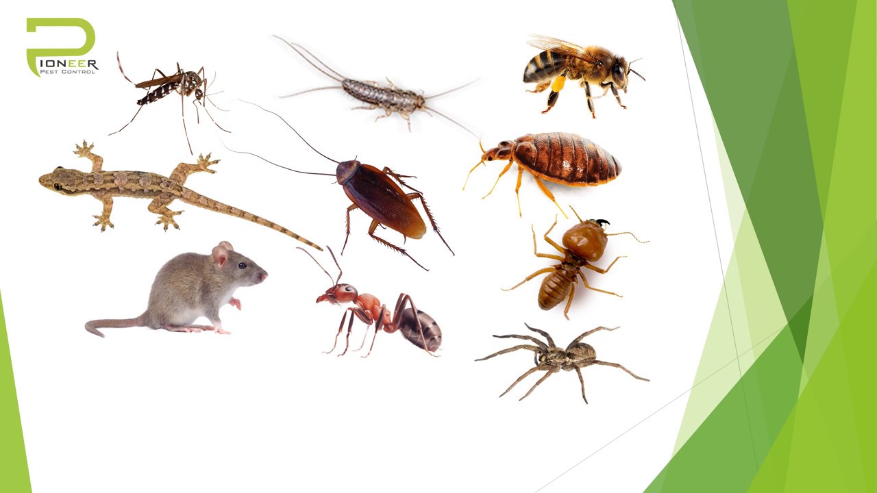 Pioneer Pest Control