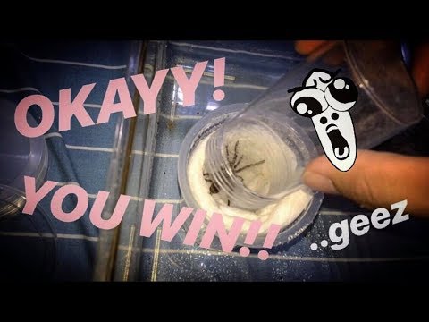 One REASON why people DO NOT recommend OLD WORLD TARANTULAs for beginners ..