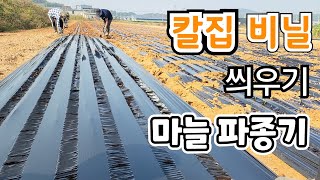 마늘 칼집 비닐 씌우기법  파종기로 심은 홍산 마늘밭