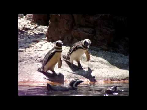 Donna & Andy - Penguin Parade by Donna Rhodenizer