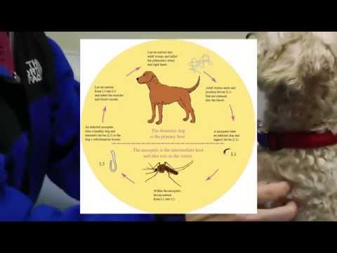 Our Adopted Dog-First Vet Visit, Part 2