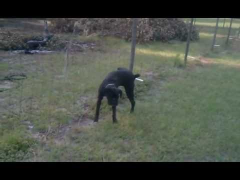 Dog pees on electric fence