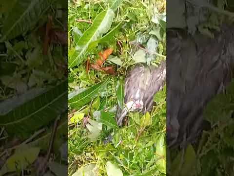 chuva de pedra passa em pitangueiras no parana e acaba com tudo