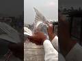 SHOOTER ️ KASNI KABOOTAR PAKDA Viral Kabootar Shorts Trending