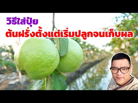 วิธีใส่ปุ๋ย ให้ต้นฝรั่ง ตั้งแต่เริ่มปลูก จนเก็บผล | พี่ต้อม เกษตรอินทรีย์ วิถีพึ่งตนเอง