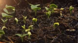 Soul Embraced- The Invocation